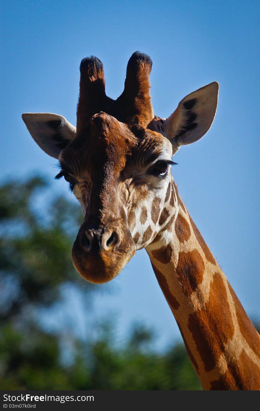 A Portrait image of a Giraffe at Tarongo Zoo, Sydney. A Portrait image of a Giraffe at Tarongo Zoo, Sydney.