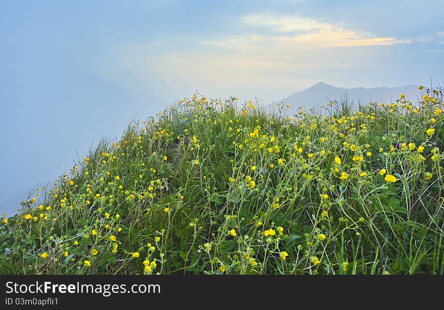 Yellow flower and green grass in bright sunlight. Yellow flower and green grass in bright sunlight