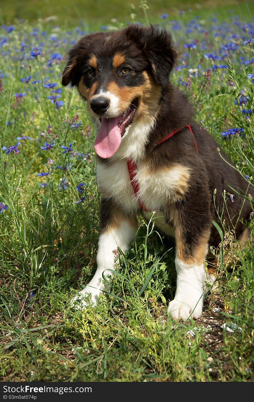 Photo of australian shepherd puppy on the blue flowers