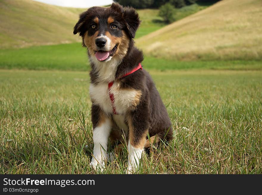 A little aussie dog in the meadow