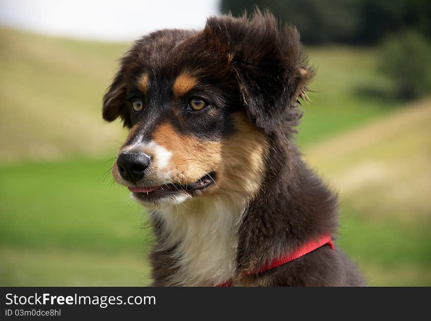 Australian shepherd dog portrait in front of green background.