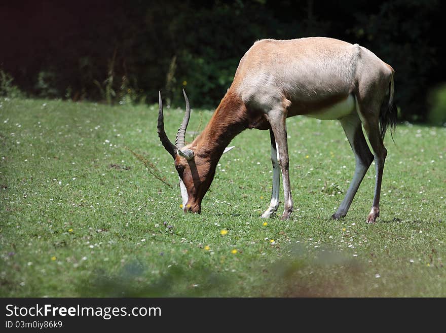 The bontebok (Damaliscus pygargus pygarus) in the pasture.