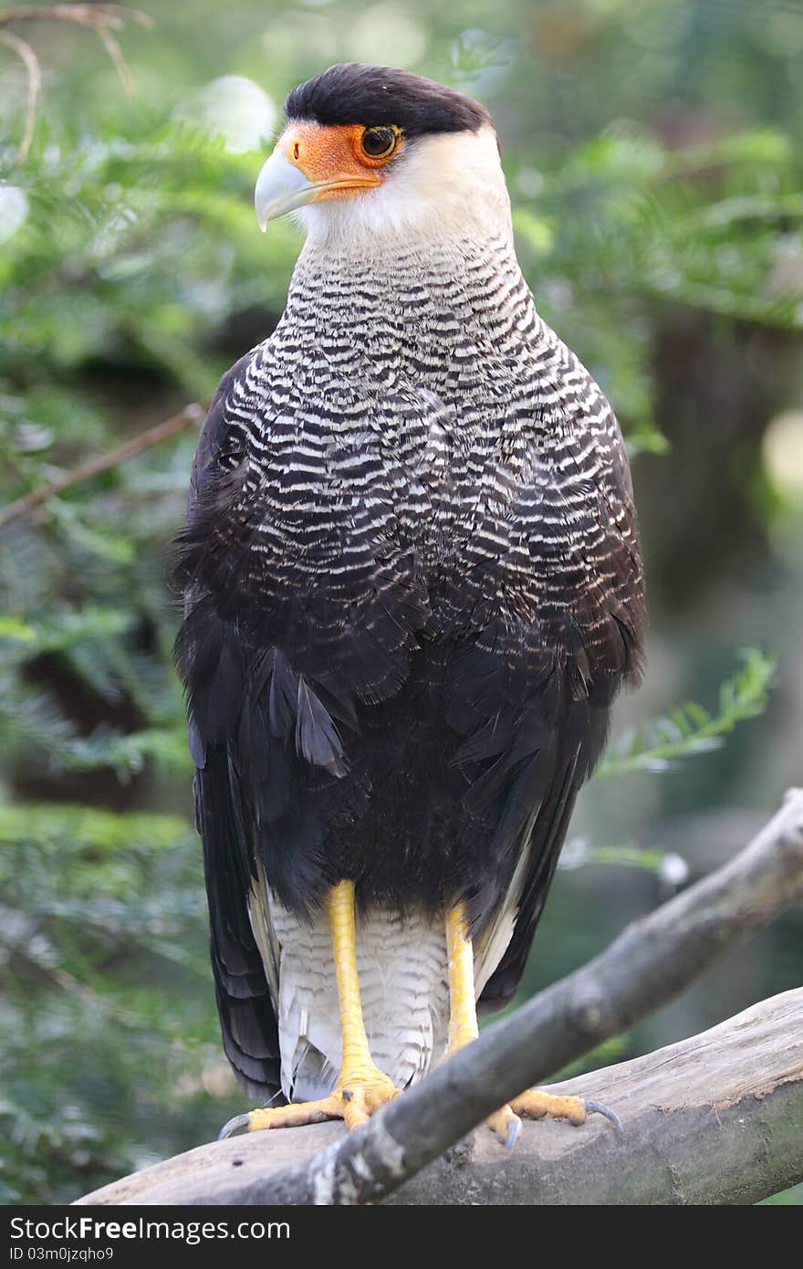 Southern caracara