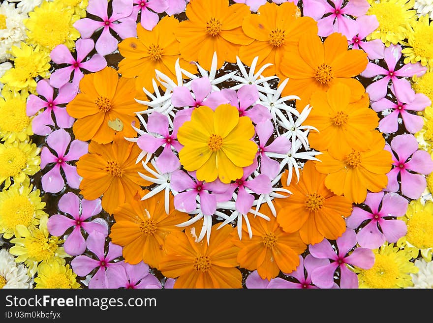 Multi colored flowers pattern background