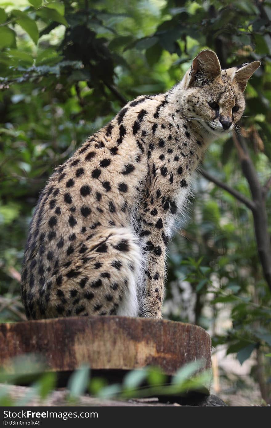 The serval sitting on the wooden desk.