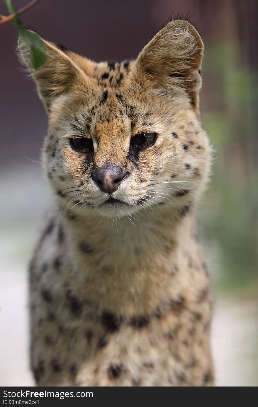 Detail of serval