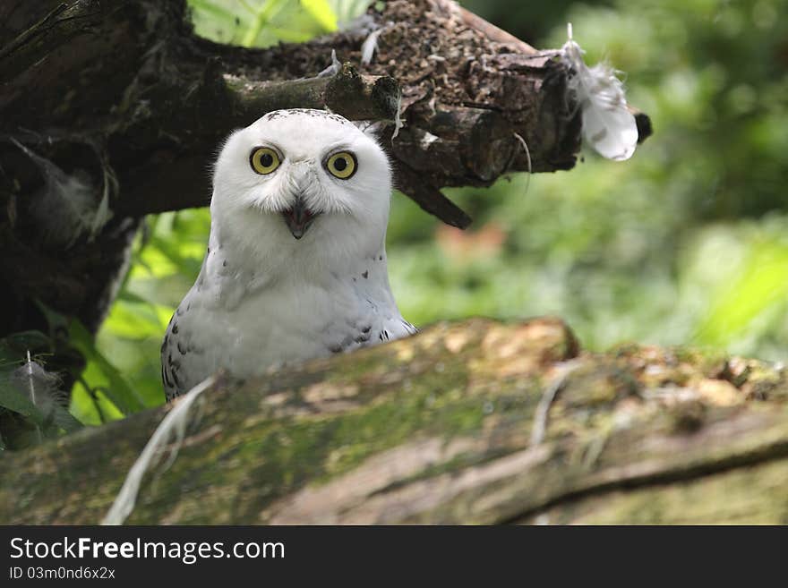 Snowy owl