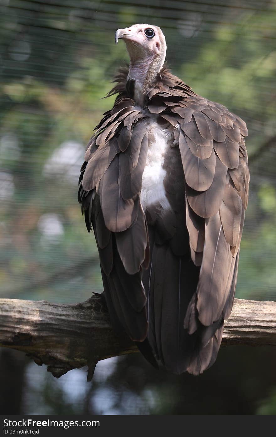 Hooded Vulture