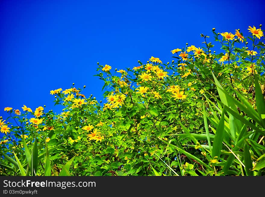 Mexican Sunflower Weed higher view in Thailand. Mexican Sunflower Weed higher view in Thailand.