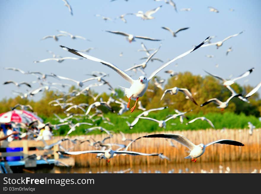 Seagull flying on beautiful blue sky and cloud. Seagull flying on beautiful blue sky and cloud