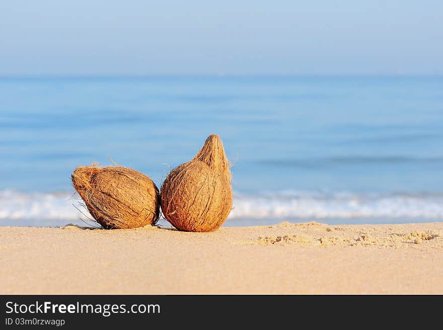 Two coconuts on the sandy sea shore