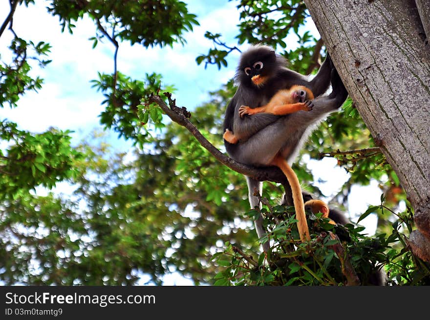 Thai monkey family.