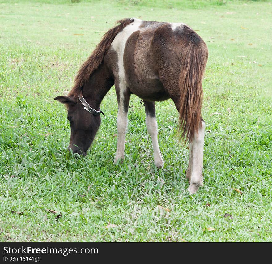 Small thai horse in farm.