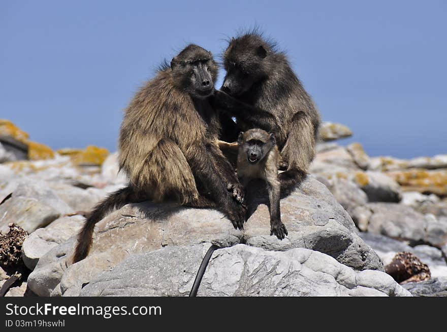 Scratching African Monkeys with Child. Scratching African Monkeys with Child