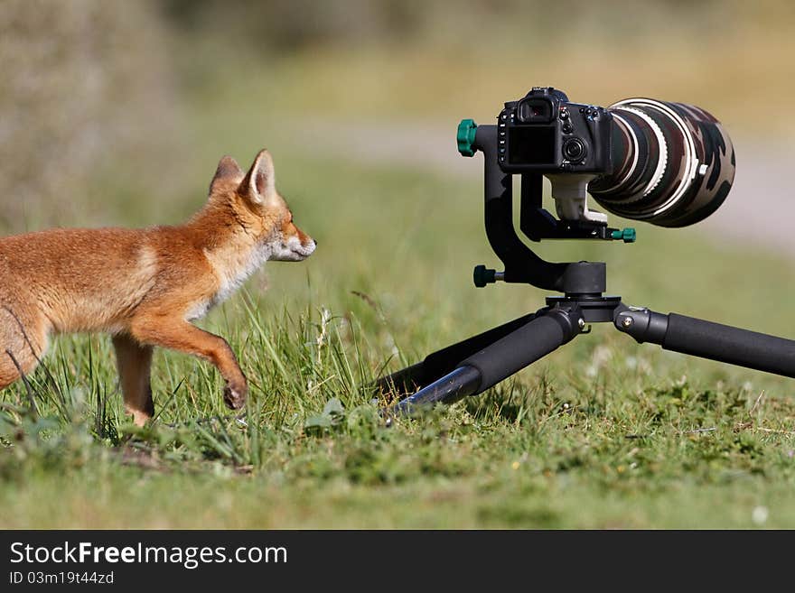 A fox looking at a camera with big objective. A fox looking at a camera with big objective.