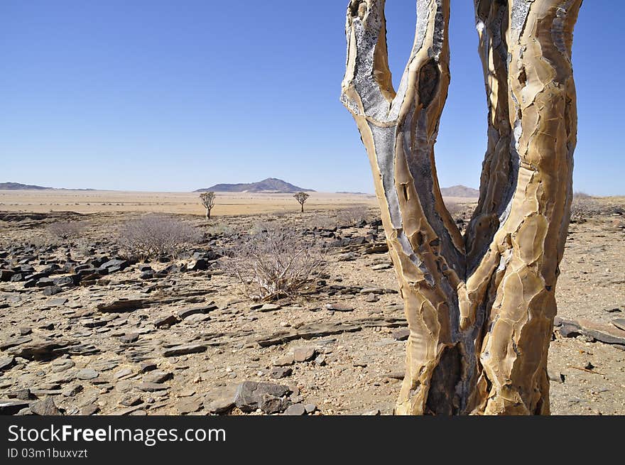 Namibia Trees in Arid Desert. Namibia Trees in Arid Desert