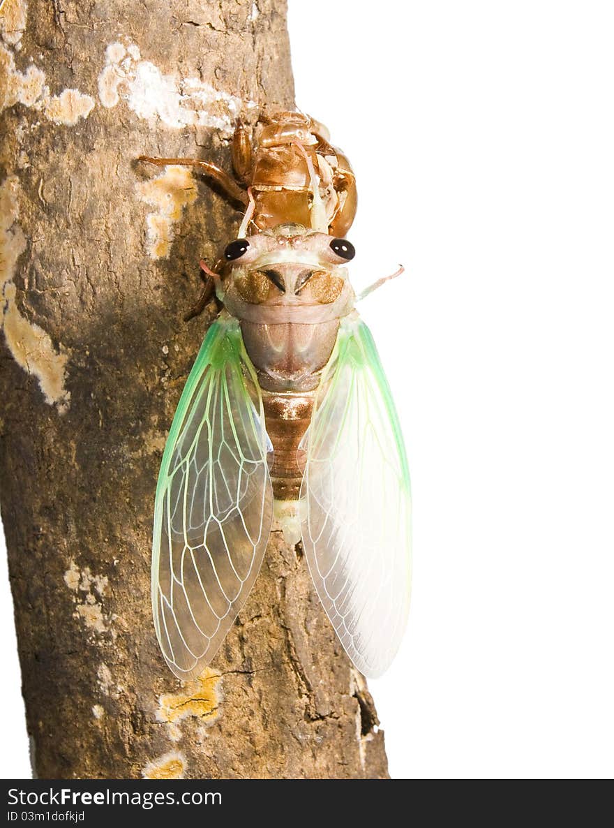 Cicada Metamorphosis. Last Molt - The Transfor