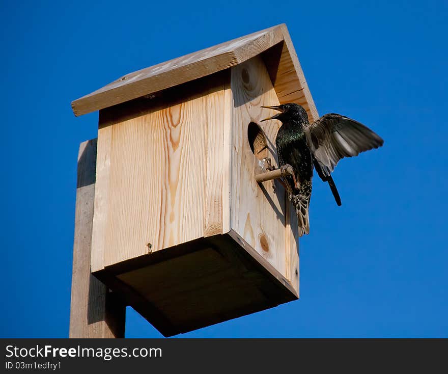 Blackbird with open wings at the birdhouse. Blackbird with open wings at the birdhouse