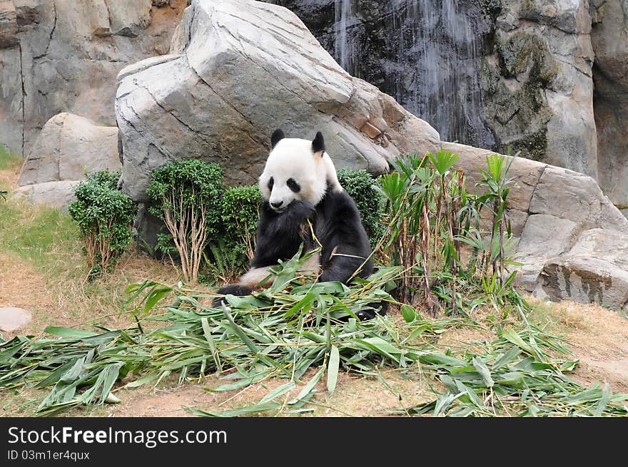 Giant panda is eating green bamboo leaf