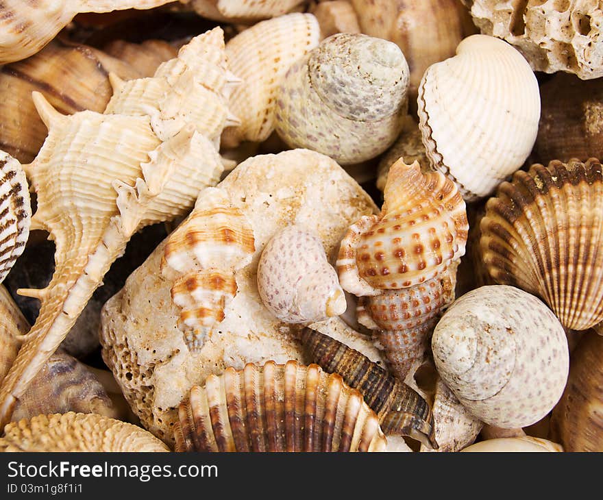 Background made of a closeup of a pile of seashells. Background made of a closeup of a pile of seashells