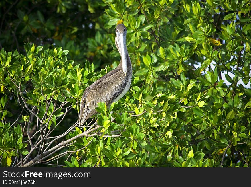 Brown pelican sitting on the tree