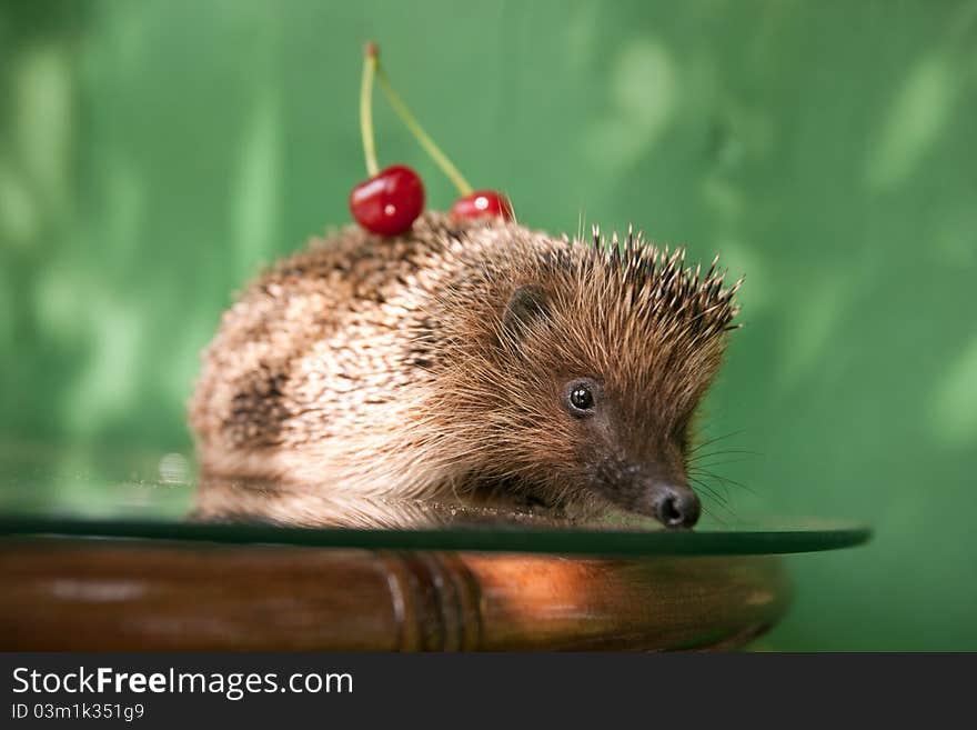 Cute hedgehog