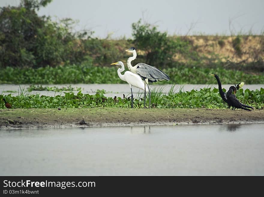 Great blue heron, great egret and Anhinga snakebird standing on the bank in the wetlands. Great blue heron, great egret and Anhinga snakebird standing on the bank in the wetlands