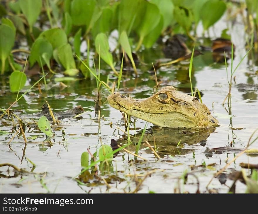 Young Spectacled Caiman showing his head