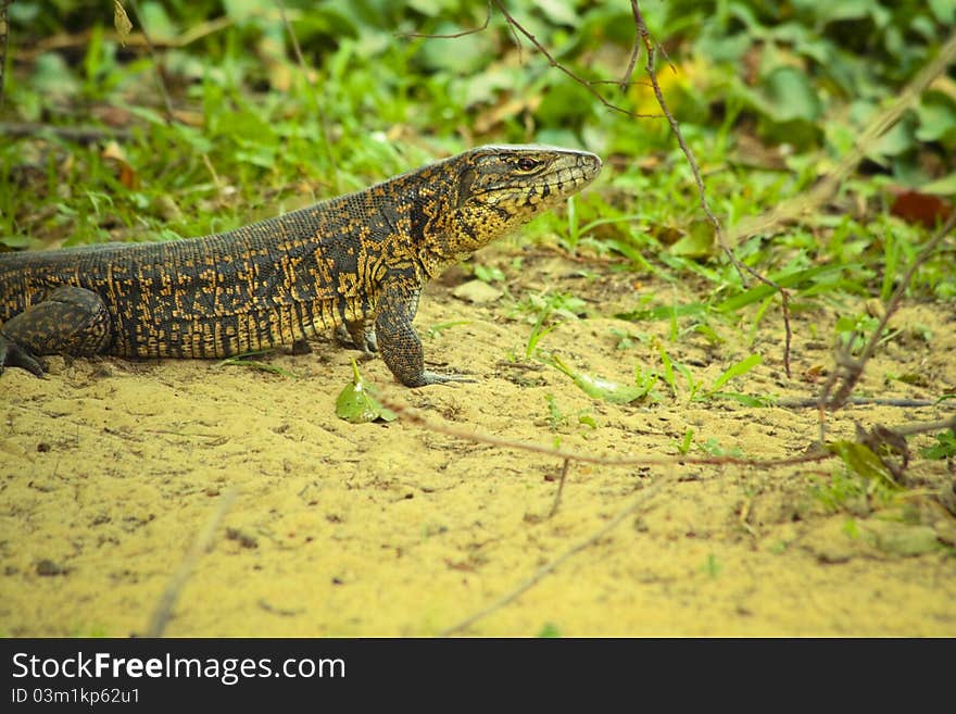 Tegu lizard standing on the ground