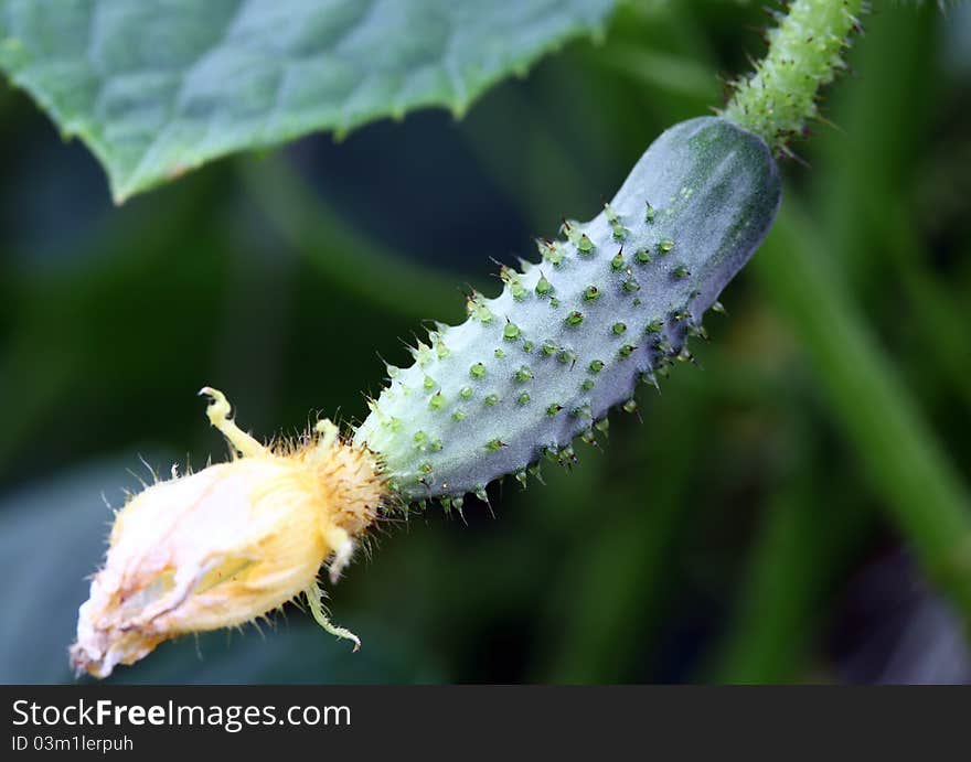 Cucumber with blossom; macro shot