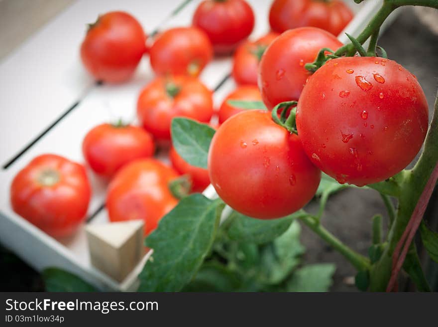 Picking tomatoes