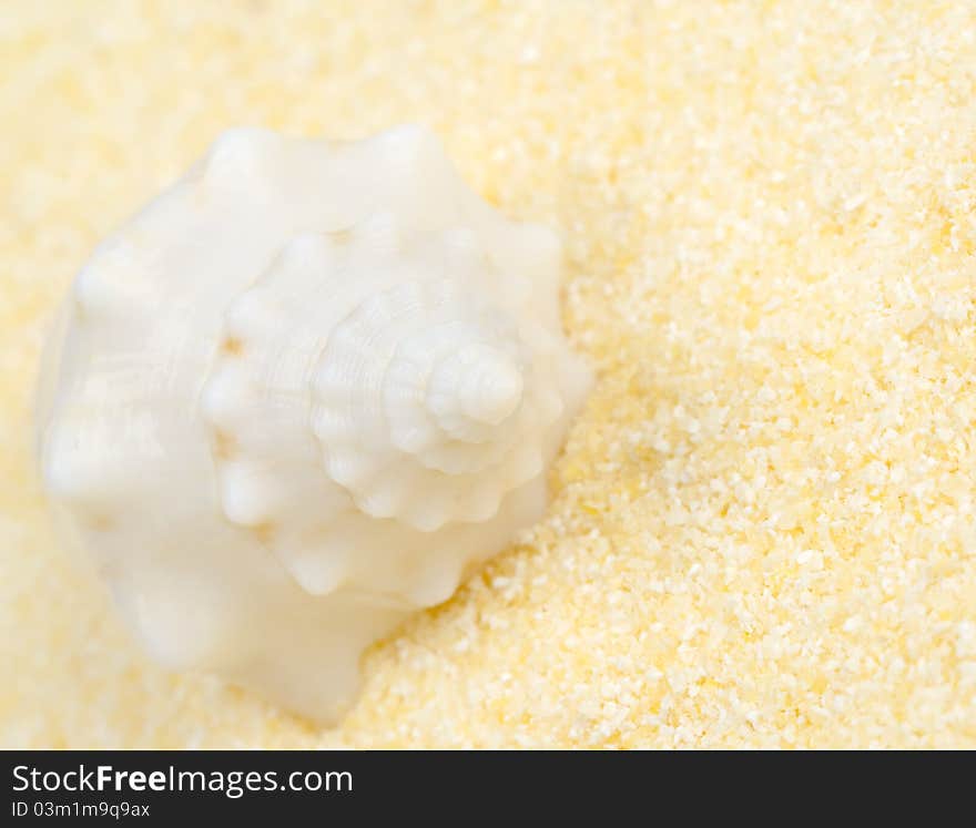 White shell on the sand beach. White shell on the sand beach