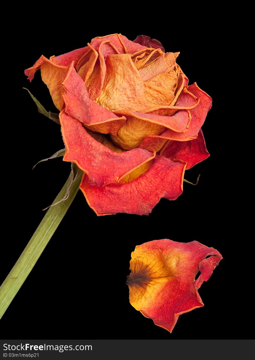 Dying orange rose on black background. Dying orange rose on black background