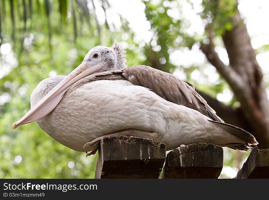 Pelican bird