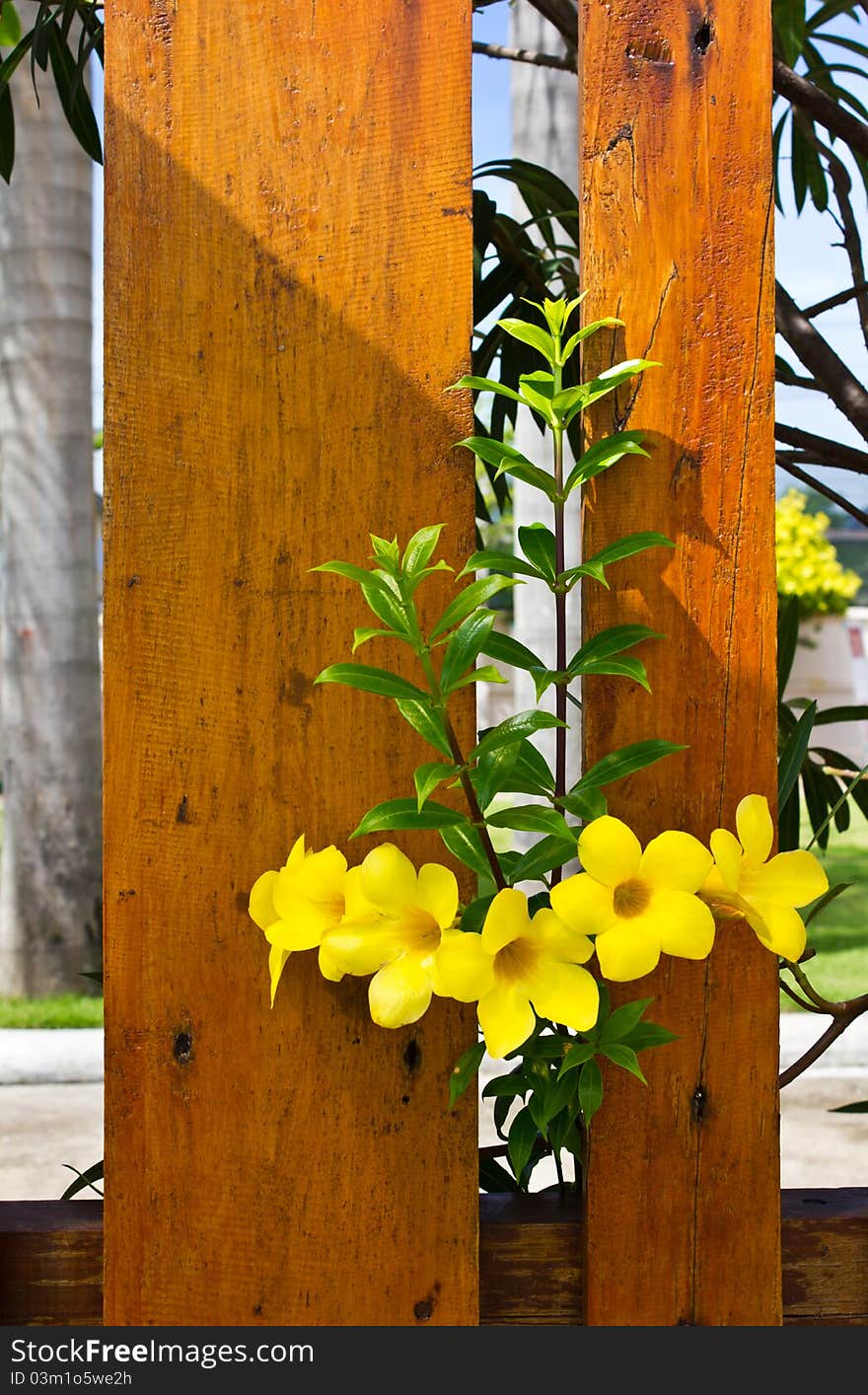 Yellow flowers beside the wooden fence. Yellow flowers beside the wooden fence.