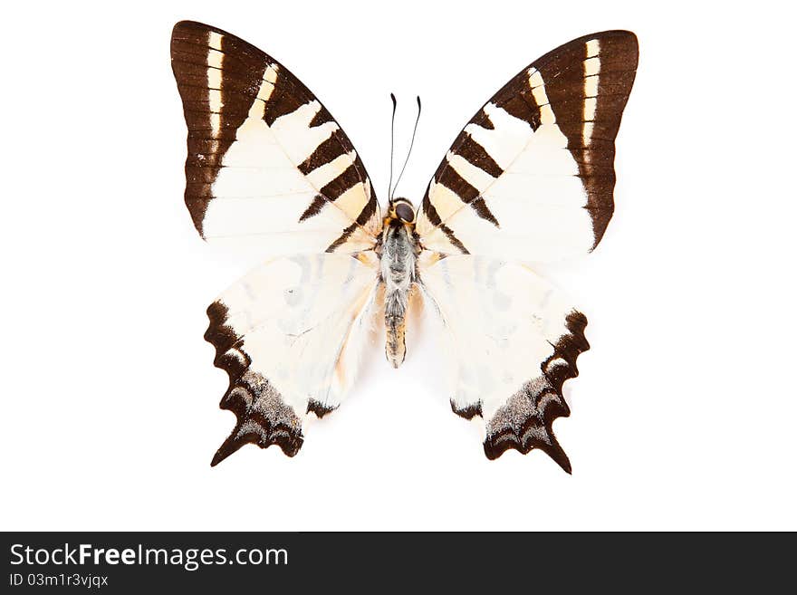 Brown And White Butterfly Graphium Decolor