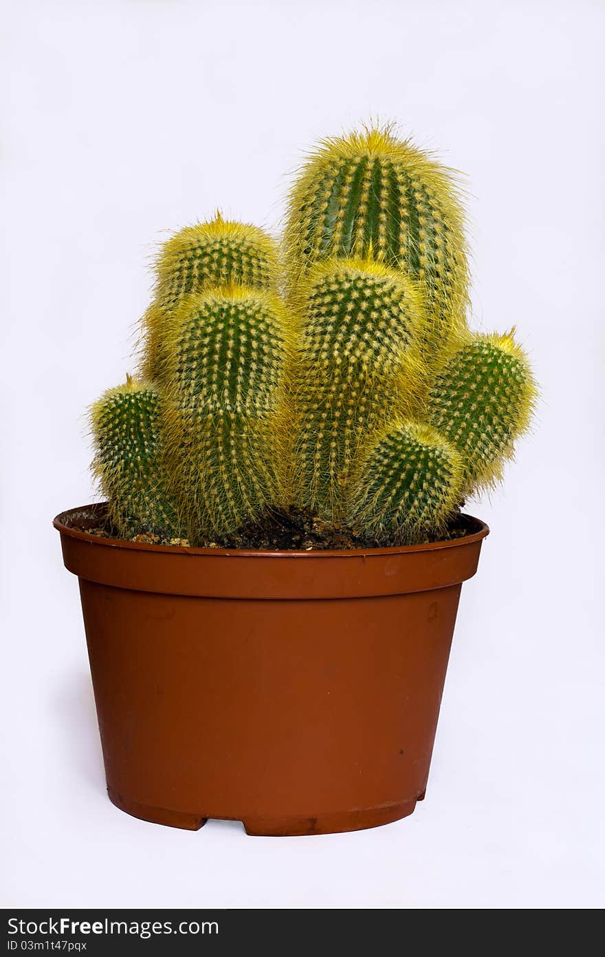 Beautiful bright green cactus in the brown flowerpot. Beautiful bright green cactus in the brown flowerpot