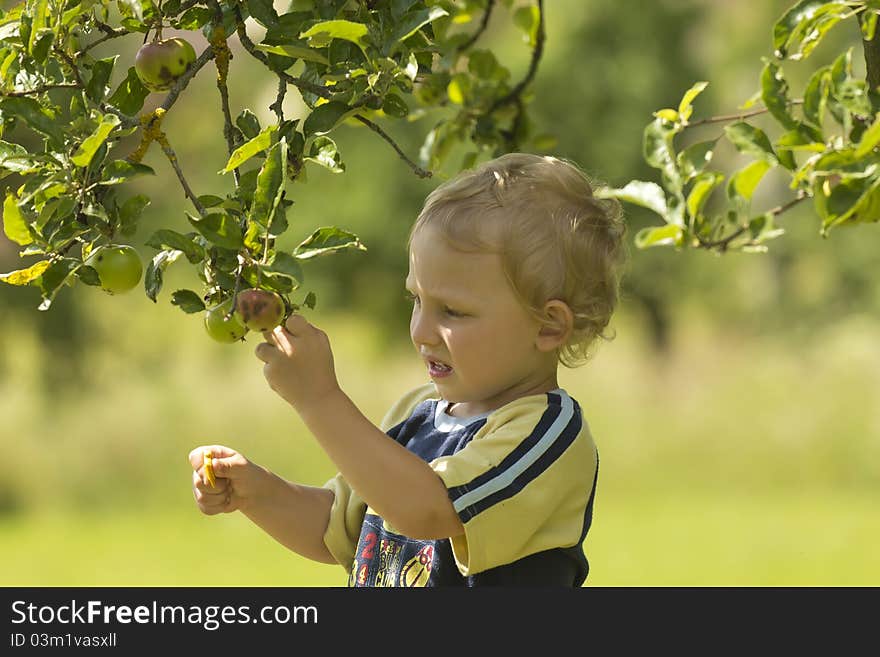 Blond Boy In The Orchard