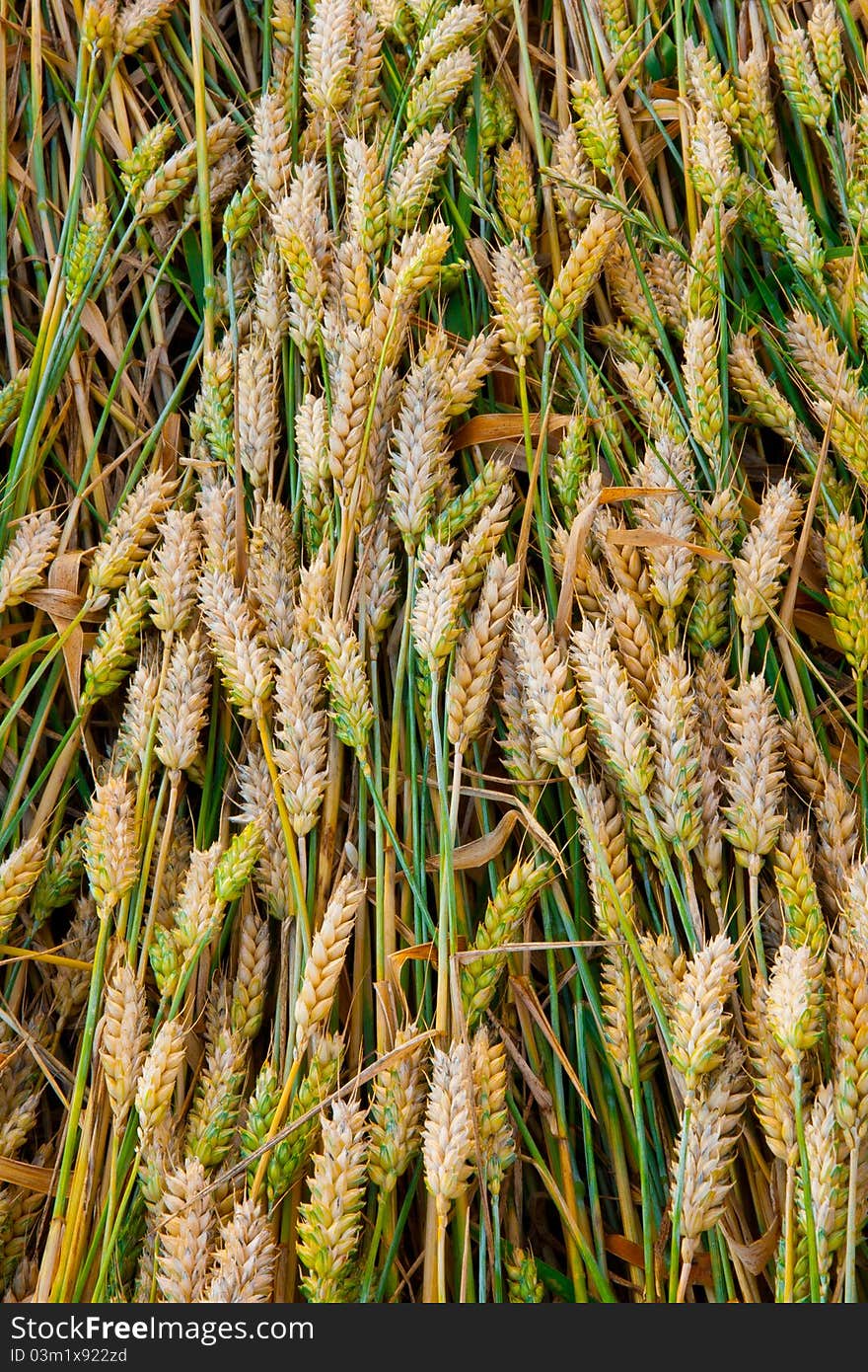 Close up photo of grains lying down on top of each other