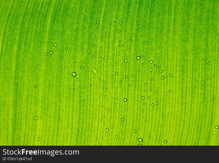 Green leaf with water drop take a photograph back of leaf