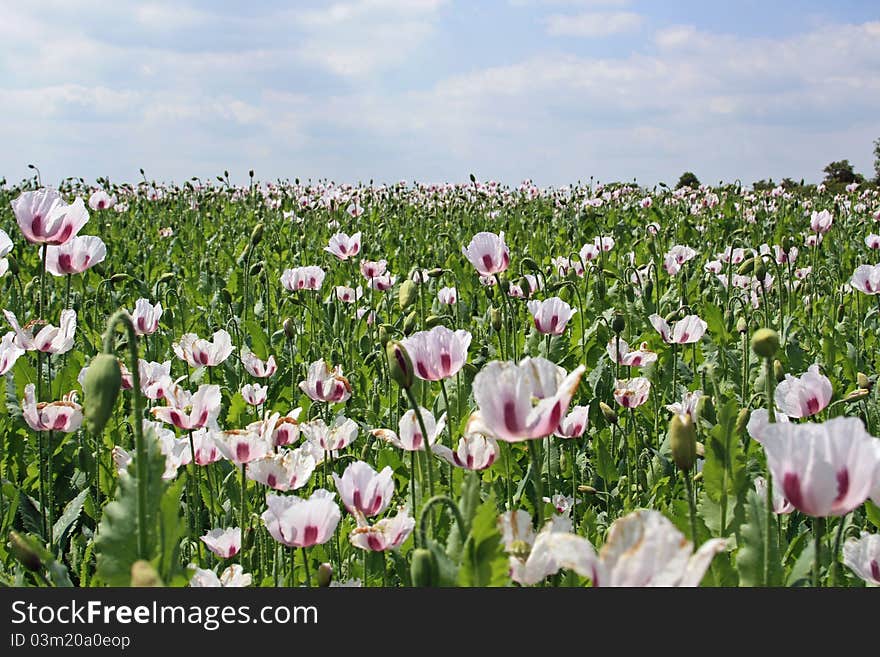 Poppies being grown as a commercial crop in Lincolnshire, England for use in pharmacuetical industry (For production of Morphine). Poppies being grown as a commercial crop in Lincolnshire, England for use in pharmacuetical industry (For production of Morphine)