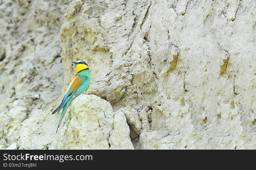 Bee-eaters (Merops Apiaster)