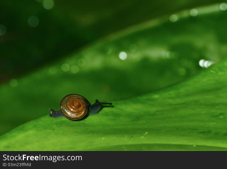 Snail on green leaf