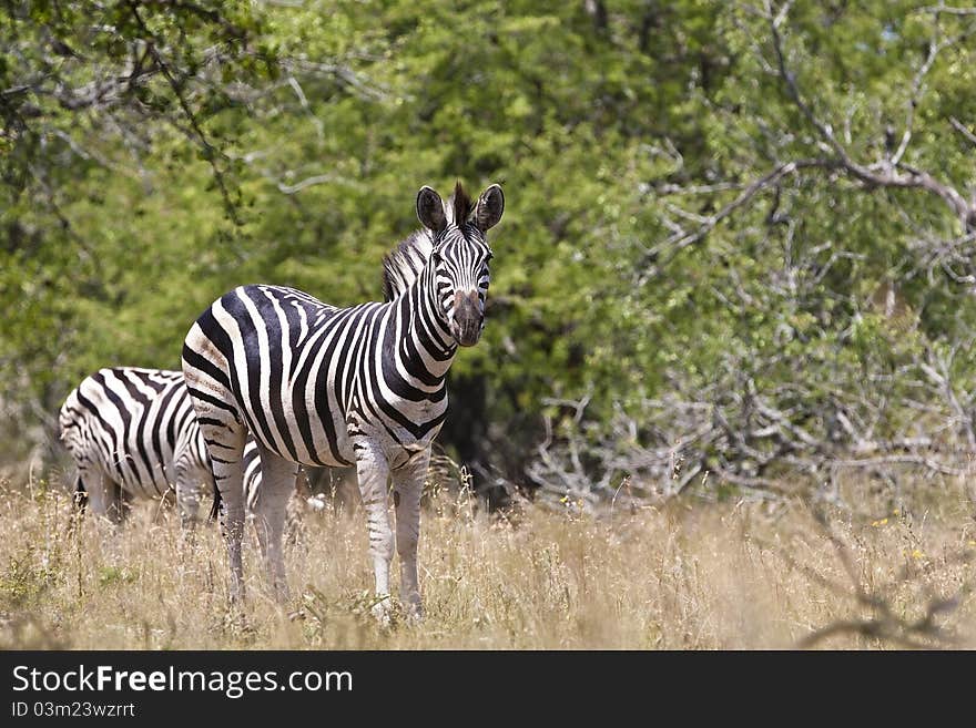 Zebra in Kruger National Park, South Africa