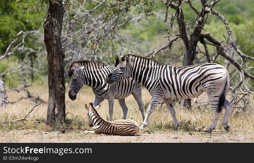 Zebras in Kruger National Park, South Africa