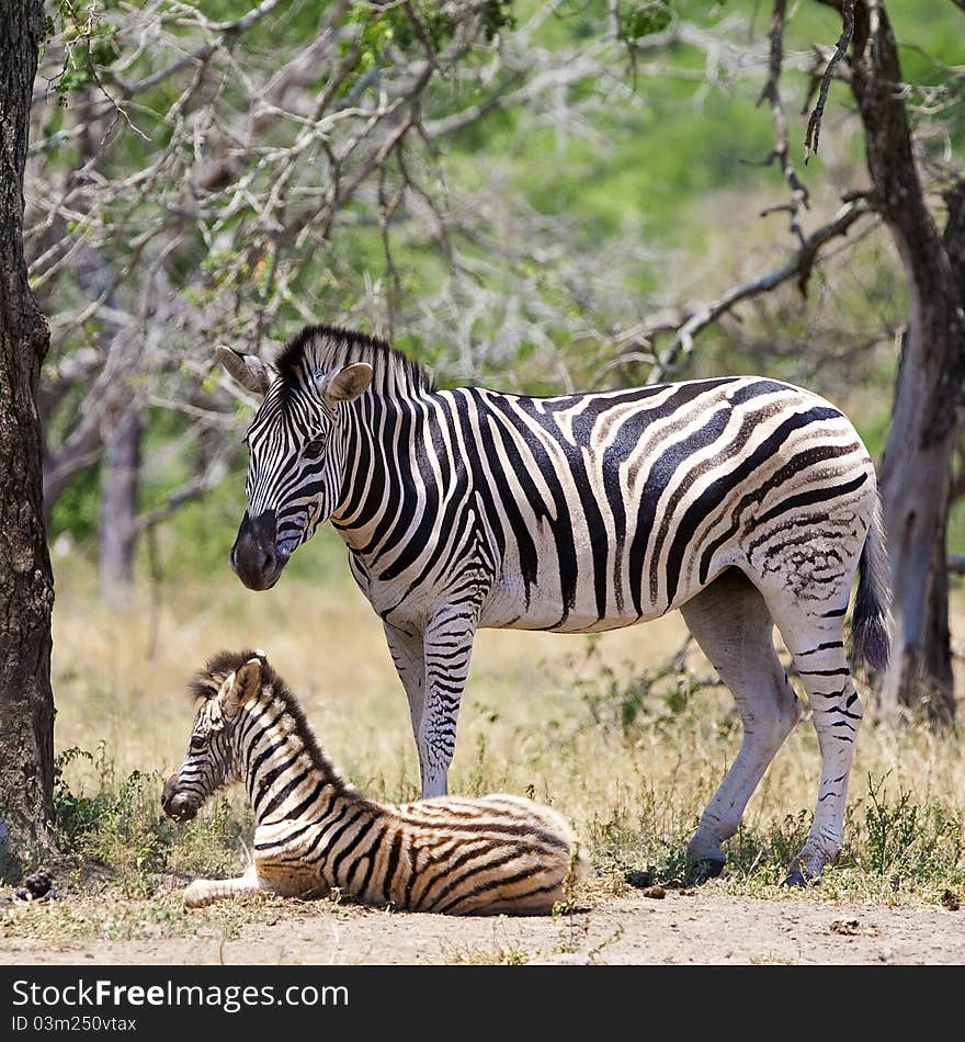 Zebras in Kruger National Park, South Africa