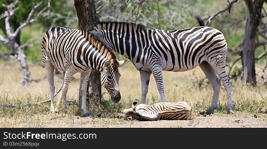 Zebras in Kruger National Park, South Africa