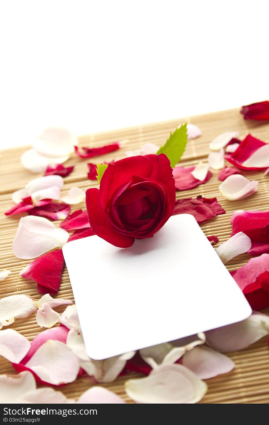 At the rose petals is white piece of paper and a red rose. Postcard. At the rose petals is white piece of paper and a red rose. Postcard