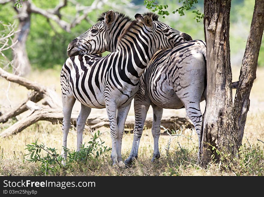 Zebras in Kruger National Park, South Africa