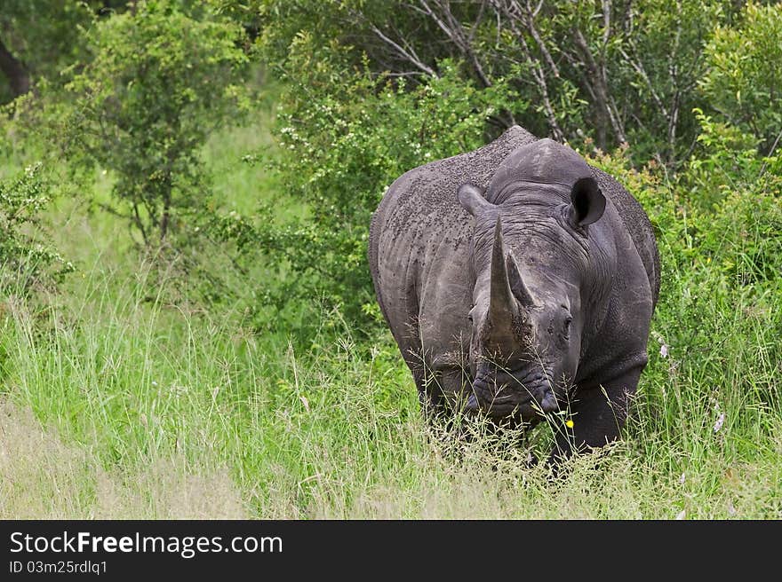 Rhinoceros in Kruger National Park, South Africa